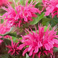 Монарда "Пинк Лейс" (Pink Lace)
